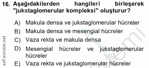16. soru: Aşağıdakilerden hangileri birleşerek "jukstaglomerular kompleksi" oluşturur? A) Makula densa ve jukstaglomerular hücr…