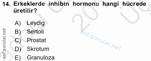14. soru: Erkeklerde inhibin hormonu hangi hücrede üretilir? A) Leydig B) Sertoli C) Prostat fof. D) Skrotum E) Granuloza