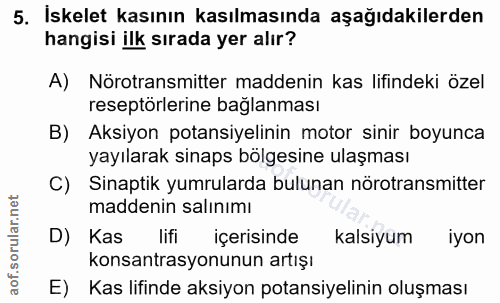 5. soru: İskelet kasının kasılmasında aşağıdakilerden hangisi ilk sırada yer alır? A) Nörotransmitter maddenin kas lifindeki ö…