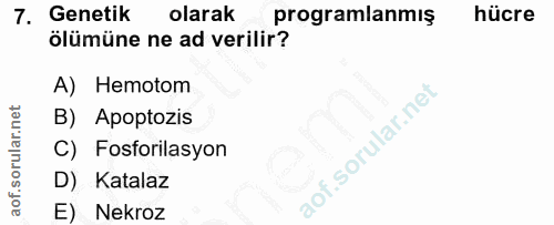 7. soru: Genetik olarak programlanmış hücre ölümüne ne ad verilir? A) Hemotom B) Apoptozis C) Fosforilasyon D) Katalaz E) Nekroz
