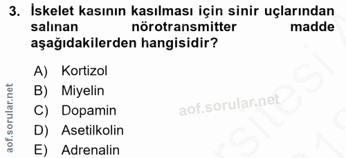 3. soru: İskelet kasının kasılması için sinir uçlarından salınan nörotransmitter madde aşağıdakilerden hangisidir? A) Kortizol…
