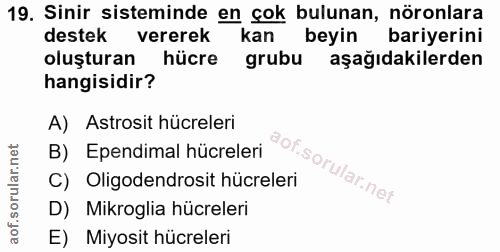 19. soru: Sinir sisteminde en çok bulunan, nöronlara destek vererek kan beyin bariyerini oluşturan hücre grubu aşağıdakilerden…