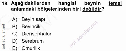 18. soru: Aşağıdakilerden hangisi beynin temel anlamdaki bölgelerinden biri değildir? A) Beyin sapı B) Beyincik C) Diensephalon…