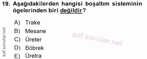 19. soru: Aşağıdakilerden hangisi boşaltım sisteminin ögelerinden biri değildir? A) Trake B) Mesane C) Üreter D) Böbrek E) Üretra