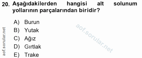 20. soru: Aşağıdakilerden hangisi alt solunum yollarının parçalarından biridir? A) Burun B) Yutak C) Ağız D) Gırtlak E) Trake
