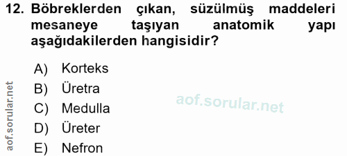 12. soru: Böbreklerden çıkan, süzülmüş maddeleri mesaneye taşıyan anatomik yapı aşağıdakilerden hangisidir? A) Korteks B) Üretr…