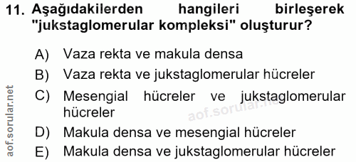 11. soru: Aşağıdakilerden hangileri birleşerek "jukstaglomerular kompleksi" oluşturur? A) Vaza rekta ve makula densa B) Vaza re…