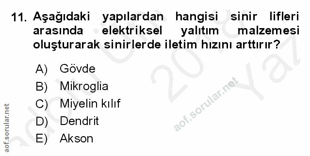 11. soru: Aşağıdaki yapılardan hangisi sinir lifleri arasında elektriksel yalıtım malzemesi oluşturarak sinirlerde iletim hızın…