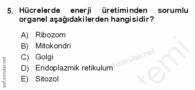 5. soru: Hücrelerde enerji üretiminden sorumlu organel aşağıdakilerden hangisidir? A) Ribozom B) Mitokondri orular.net C) Golg…