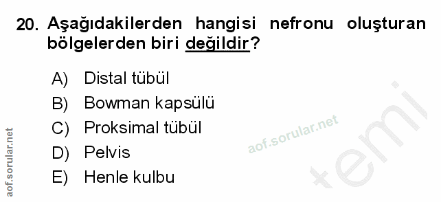 20. soru: Aşağıdakilerden hangisi nefronu oluşturan bölgelerden biri değildir? A) Distal tubül B) Bowman kapsulü C) Proksimal t…