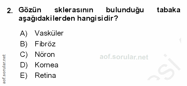 2. soru: Gözün sklerasının bulunduğu tabaka aşağıdakilerden hangisidir? A) Vasküler B) Fibröz Noron D) Kornea E) Retina