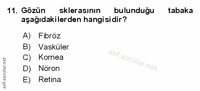 11. soru: Gozün sklerasının bulunduğu tabaka aşağıdakilerden hangisidir? A) Fibroz B) Vasküler C) Kornea aof So D) Noron E) Retina