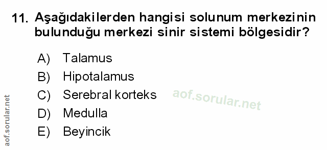 11. soru: Aşağıdakilerden hangisi solunum merkezinin bulunduğu merkezi sinir sistemi bölgesidir? A) Talamus B) Hipotalamus C) S…