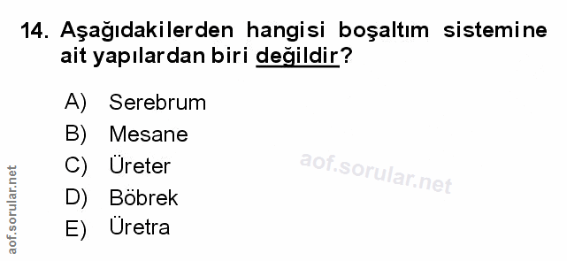 14. soru: Aşağıdakilerden hangisi boşaltım sistemine ait yapılardan biri değildir? A) Serebrum B) Mesane C) Ureter D) Böbrek E)…