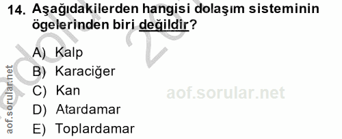 14. soru: Aşağıdakilerden hangisi dolaşım sisteminin ögelerinden biri değildir? A) Kalp B) Karaciğer C) Kan D) Atardamar E) Top…