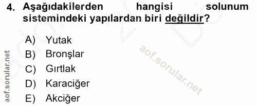 4. soru: Aşağıdakilerden hangisi solunum sistemindeki yapılardan biri değildir? A) Yutak B) Bronşlar C) Gırtlak D) Karaciğer E…