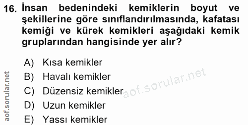 16. soru: Insan bedenindeki kemiklerin boyut ve şekillerine göre sınıflandırılmasında, kafatası kemiği ve kürek kemikleri aşağı…