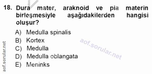 18. soru: Dura mater, araknoid ve pia materin birleşmesiyle aşağıdakilerden hangisi oluşur? A) Medulla spinalis B) Kortex C) Me…
