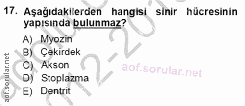 17. soru: Aşağıdakilerden hangisi sinir hücresinin yapısında bulunmaz? A) Myozin B) Çekirdek C) Akson D) Stoplazma E) Dentrit