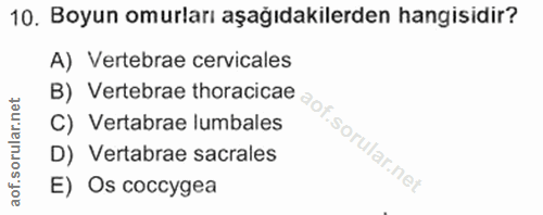 10. soru: Boyun omurları aşağıdakilerden hangisidir? A) Vertebrae cervicales B) Vertebrae thoracicae C) Vertabrae lumbales D) V…