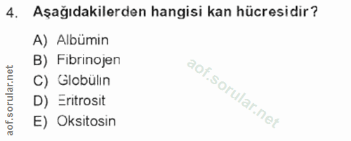 4. soru: Aşağıdakilerden hangisi kan hücresidir? A) Albümin B) Fibrinojen C) Globülin D) Eritrosit E) Oksitosin