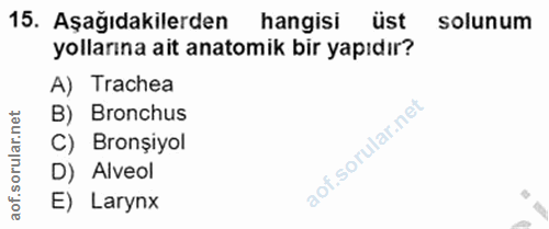 15. soru: Aşağıdakilerden hangisi üst solunum yollarına ait anatomik bir yapıdır? A) Trachea B) Bronchus ar. C) Bronșiyol oru D…