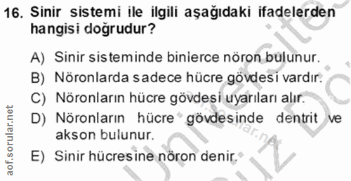 16. soru: Sinir sistemi ile ilgili aşağıdaki ifadelerden hangisi doğrudur? A) Sinir sisteminde binierce nöron bulunur. B) Nöron…