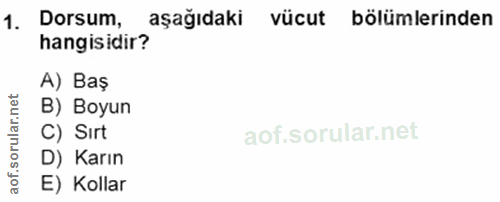 1. soru: Dorsum, aşağıdaki vücut bölümlerinden hangisidir? A) Baş lar.n B) Boyun C) Sirt D) Karın aof. E) Kollar