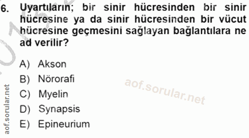 6. soru: Uyarıların; bir sinir hücresinden bir sinir hücresine ya da sinir hücresinden bir vücut hücresine geçmesini sağlayan…
