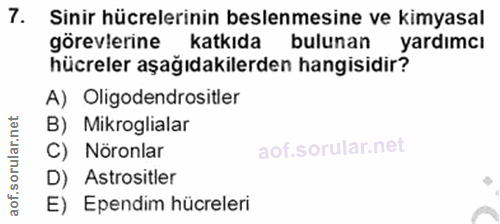 7. soru: Sinir hücrelerinin beslenmesine ve kimyasal görevlerine katkıda bulunan yardımcı hücreler aşağıdakilerden hangisidir?…