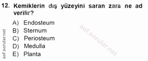 12. soru: Kemiklerin dış yüzeyini saran zara ne ad verilir? A) Endosteum B) Sternum C) Periosteum D) Medulla E) Planta