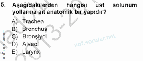 5. soru: Aşağıdakilerden hangisi üst solunum yollarına ait anatomik bir yapıdır? A) Trachea B) Bronchus C) Bronşiyol D) Alveol…