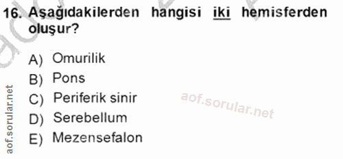 16. soru: Aşağıdakilerden hangisi iki hemisferden oluşur? A) Omurilik B) Pons C) Periferik sinir D) Serebellum E) Mezensefalon