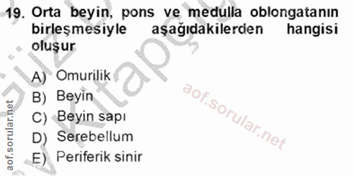 19. soru: Orta beyin, pons ve medulla oblongatanın birleşmesiyle aşağıdakilerden hangisi oluşur A) Omurilik B) Beyin C) Beyin s…