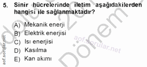 5. soru: Sinir hücrelerinde iletim aşağıdakilerden hangisi ile sağlanmaktadır? A) Mekanik enerji B) Elektrik enerjisi C) Isı e…