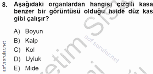 8. soru: Aşağıdaki organlardan hangisi çizgili kasa benzer bir görüntüsü olduğu halde düz kas gibi çalışır? A) Boyun B) Kalp C…