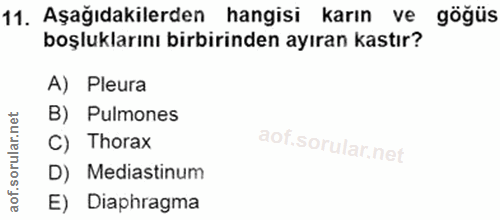 11. soru: Aşağıdakilerden hangisi karın ve göğüs boşluklarını birbirinden ayıran kastır? A) Pleura B) Pulmones C) Thorax D) Med…