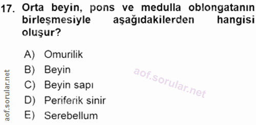 17. soru: Orta beyin, pons ve medulla oblongatanın birleşmesiyle aşağıdakilerden hangisi oluşur? A) Omurilik B) Beyin C) Beyin…