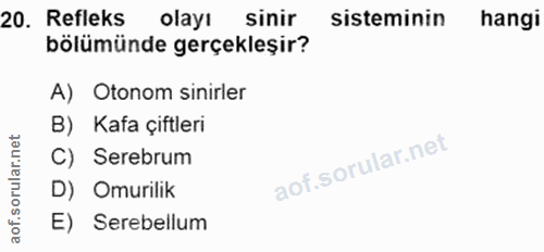 20. soru: Refleks olayı Sinir sisteminin hangi bölümünde gerçekleşir? A) Otonom sinirler B) Kafa çiftleri C) Serebrum D) Omuril…