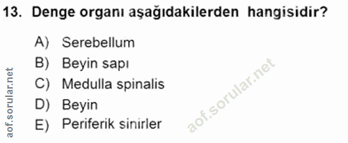13. soru: Denge organı aşağıdakilerden hangisidir? A) Serebellum B) Beyin sapı C) Medulla spinalis D) Beyin E) Periferik sinirler