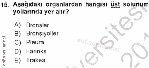 15. soru: Aşağıdaki organlardan hangisi üst solunum yollarında yer alır? A) Bronşlar sites B) Bronşiyoller C) Pleura D) Farinks…
