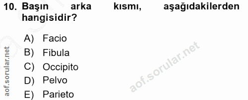 10. soru: Başın arka kısmı, aşağıdakilerden hangisidir? A) Facio rular.net B) Fibula C) Occipito D) Pelvo aof. E) Parieto