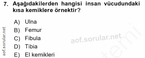 7. soru: Aşağıdakilerden hangisi insan vücudundaki kısa kemiklere örnektir? A) Ulna B) Femur C) Fibula D) Tibia E) El kemikleri
