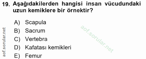 19. soru: Aşağıdakilerden hangisi insan vücudundaki uzun kemiklere bir örnektir? A) Scapula B) Sacrum C) Vertebra D) Kafatası k…
