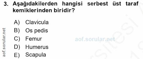 3. soru: Aşağıdakilerden hangisi serbest üst taraf kemiklerinden biridir? A) Clavicula B) Os pedis C) Femur D) Humerus E) Scapula