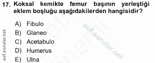 17. soru: Koksal kemikte femur başının yerleştiği eklem boşluğu aşağıdakilerden hangisidir? A) Fibulo B) Glaneo C) Acetabulo D)…