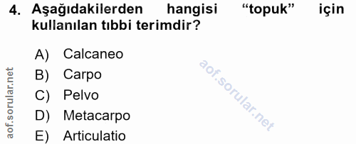 4. soru: Aşağıdakilerden hangisi "topuk" için kullanılan tıbbi terimdir? A) Calcaneo B) Carpo C) Pelvo D) Metacarpo E) Articul…