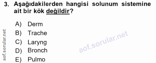 3. soru: Aşağıdakilerden hangisi solunum sistemine ait bir kök değildir? A) Derm B) Trache C) Laryng D) Bronch E) Pulmo