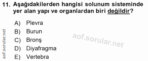 11. soru: Aşağıdakilerden hangisi solunum sisteminde yer alan yapı ve organlardan biri değildir? A) Plevra B) Burun Brons D) Di…