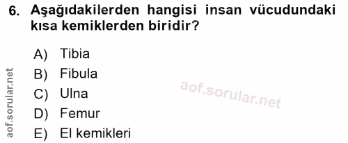 6. soru: Aşağıdakilerden hangisi insan vücudundaki kısa kemiklerden biridir? A) Tibia B) Fibula C) Ulna D) Femur E) El kemikleri